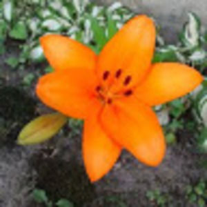 Meet your Posher, Lucy